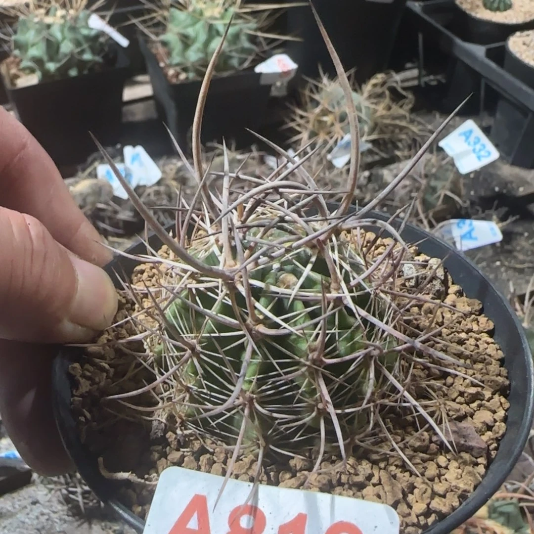 幻虾 实生仙人球816