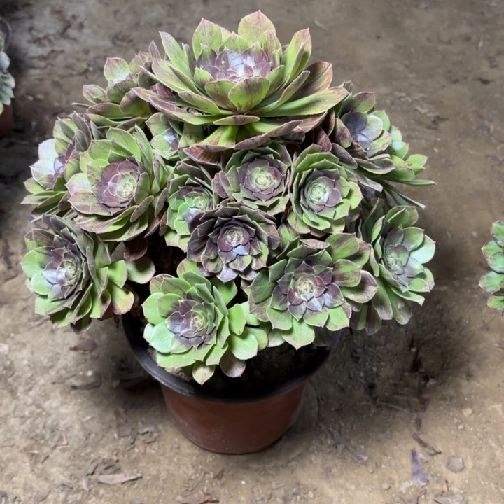 多肉植物法师花月夜4