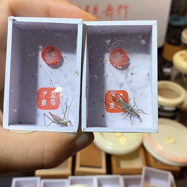 精品黑紫两条包邮一起