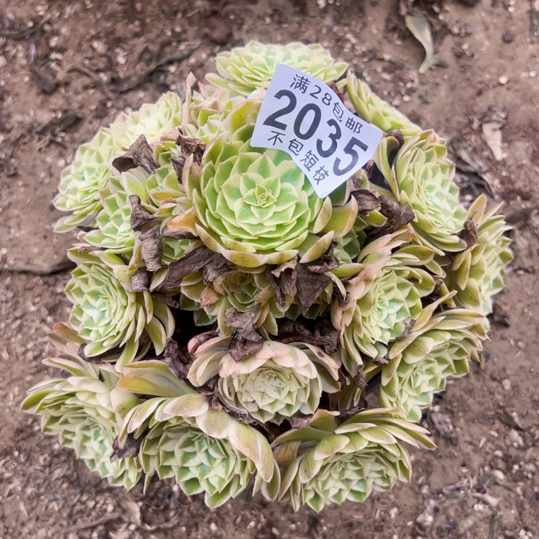 瑶光多肉植物2035