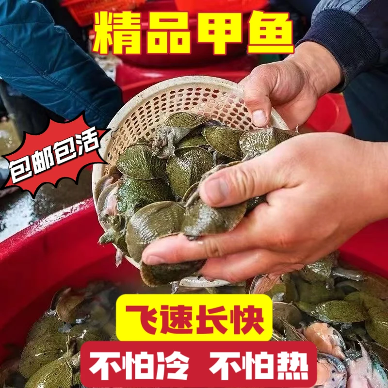 中华鳖小甲鱼苗大苗100只水鱼苗王八团鱼苗生态外塘养殖龙鱼饲料