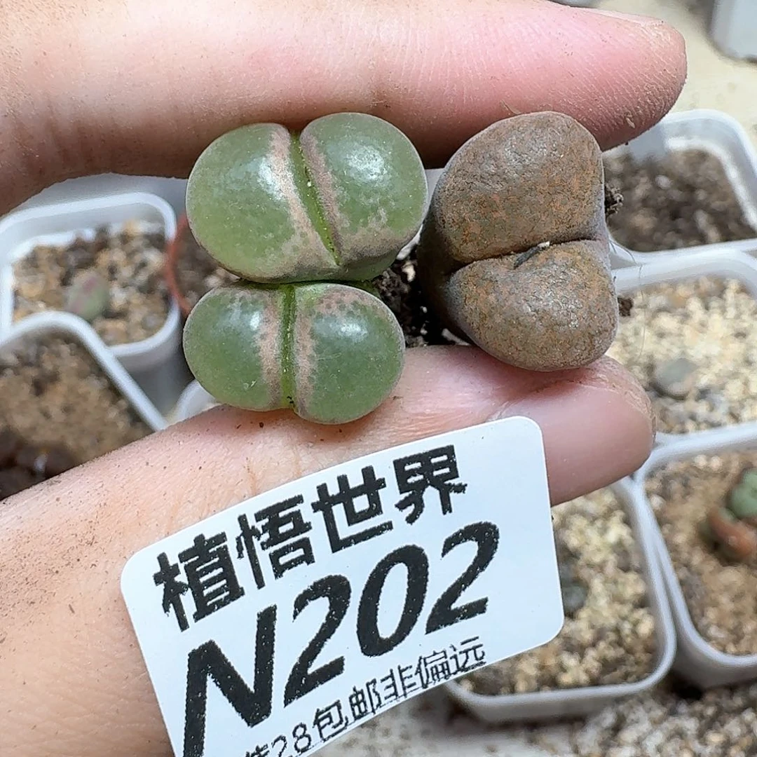 多肉植物仙人掌吃