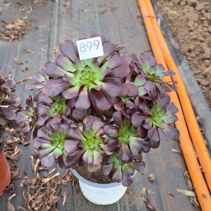 黑圆叶法师不包损899