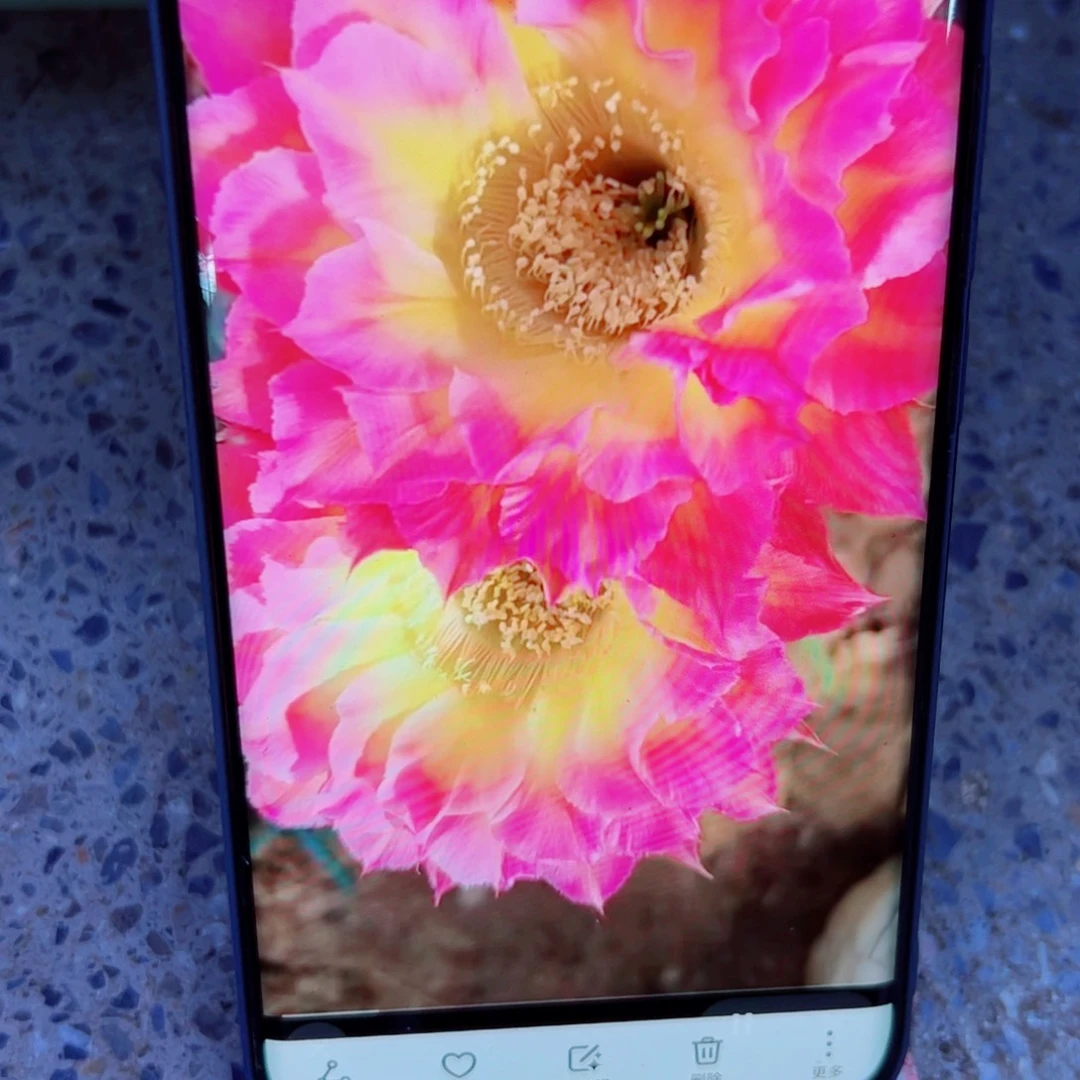 下62彩草新萤火虫根4公分左右脱土发货20包邮