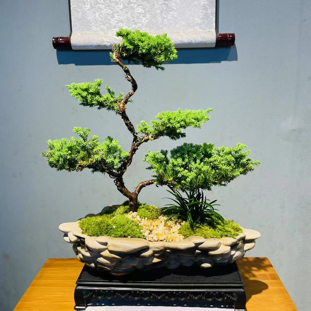 ZF鹅卵石浅盆造型盆 五层珍柏 +250长方座