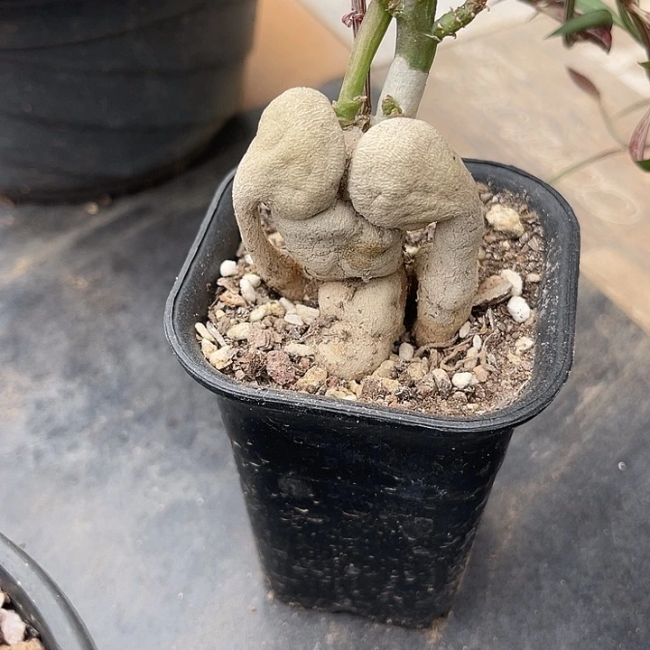 无花朵人参大戟块根