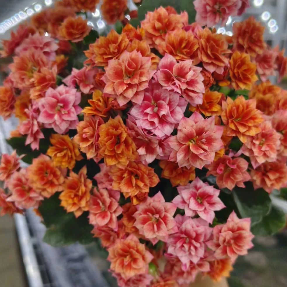 长寿花盆栽～【烟花】130盆