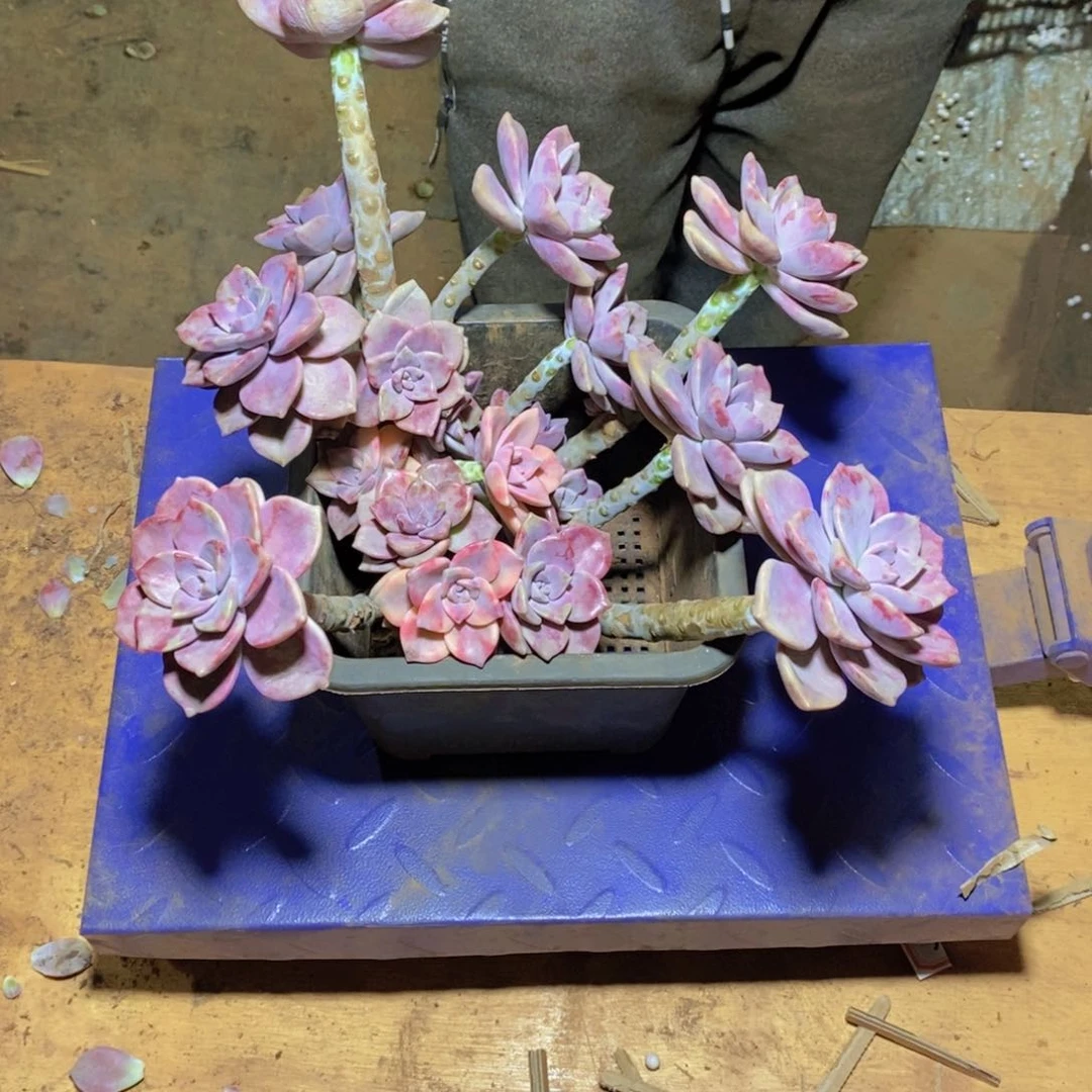 小**资地栽紫乐锦一颗