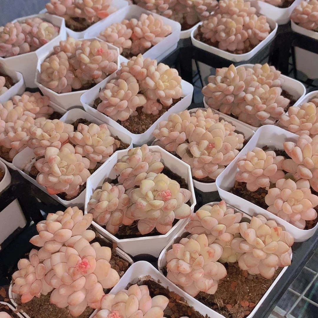 阳光玫瑰25678899000