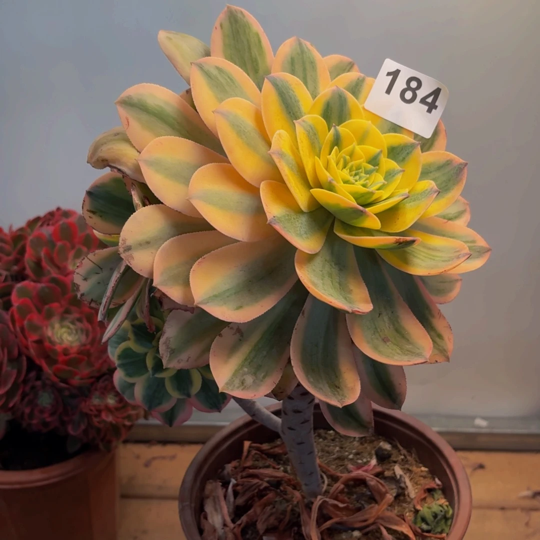 多肉法师灿烂184