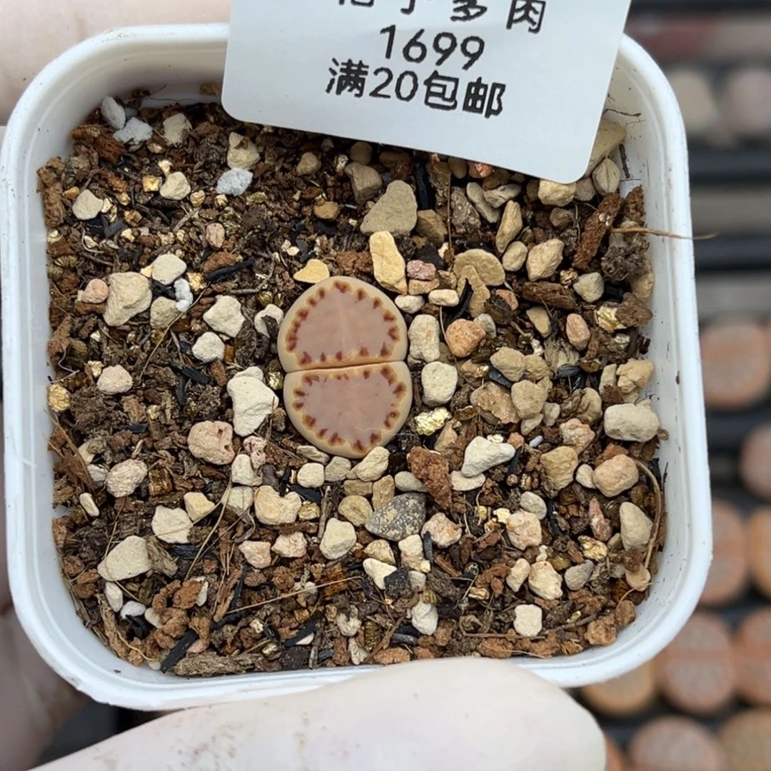 1699号一颗好看的粉饼干