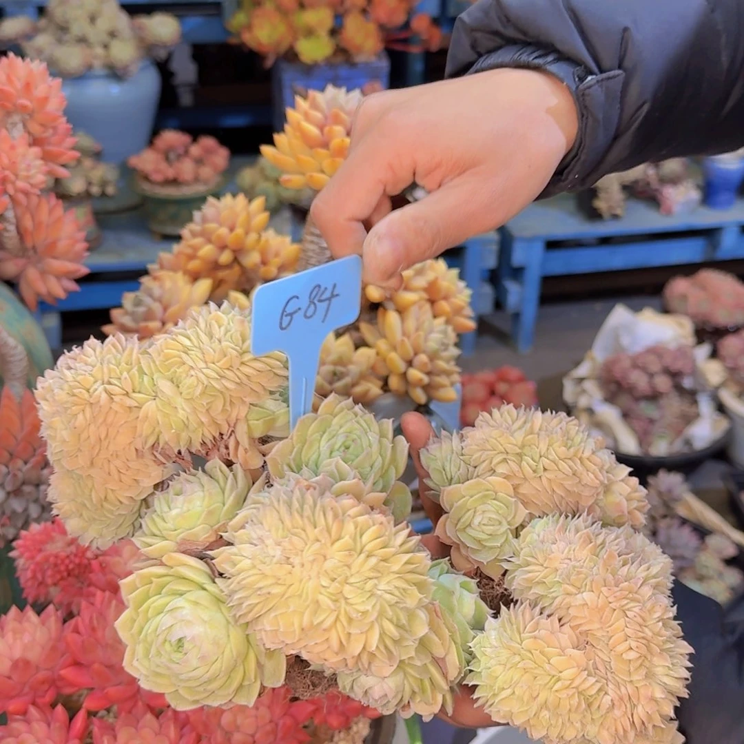 多肉植物的生长发育