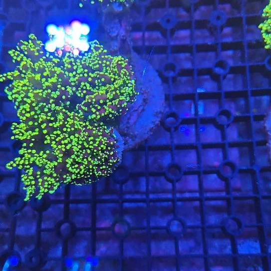 纽扣珊瑚24k火柴，大头