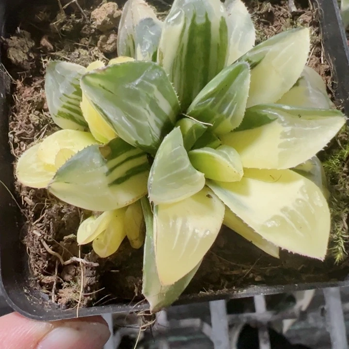 姬寿锦精品多肉植物