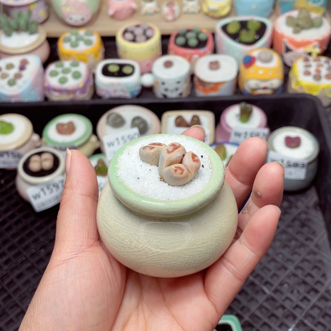 w1598 -零下地区拍保温箱-15支持寄养