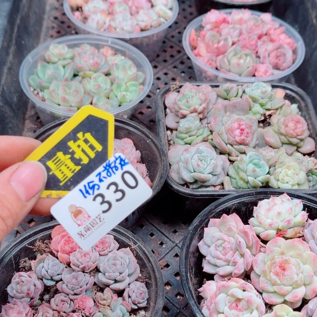 多肉植物多肉植物