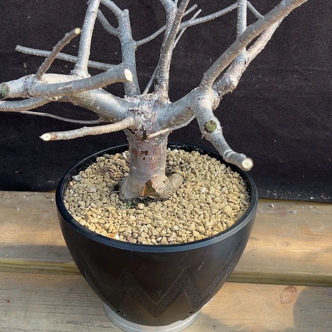 汤圆植物奥比克橄榄原价428