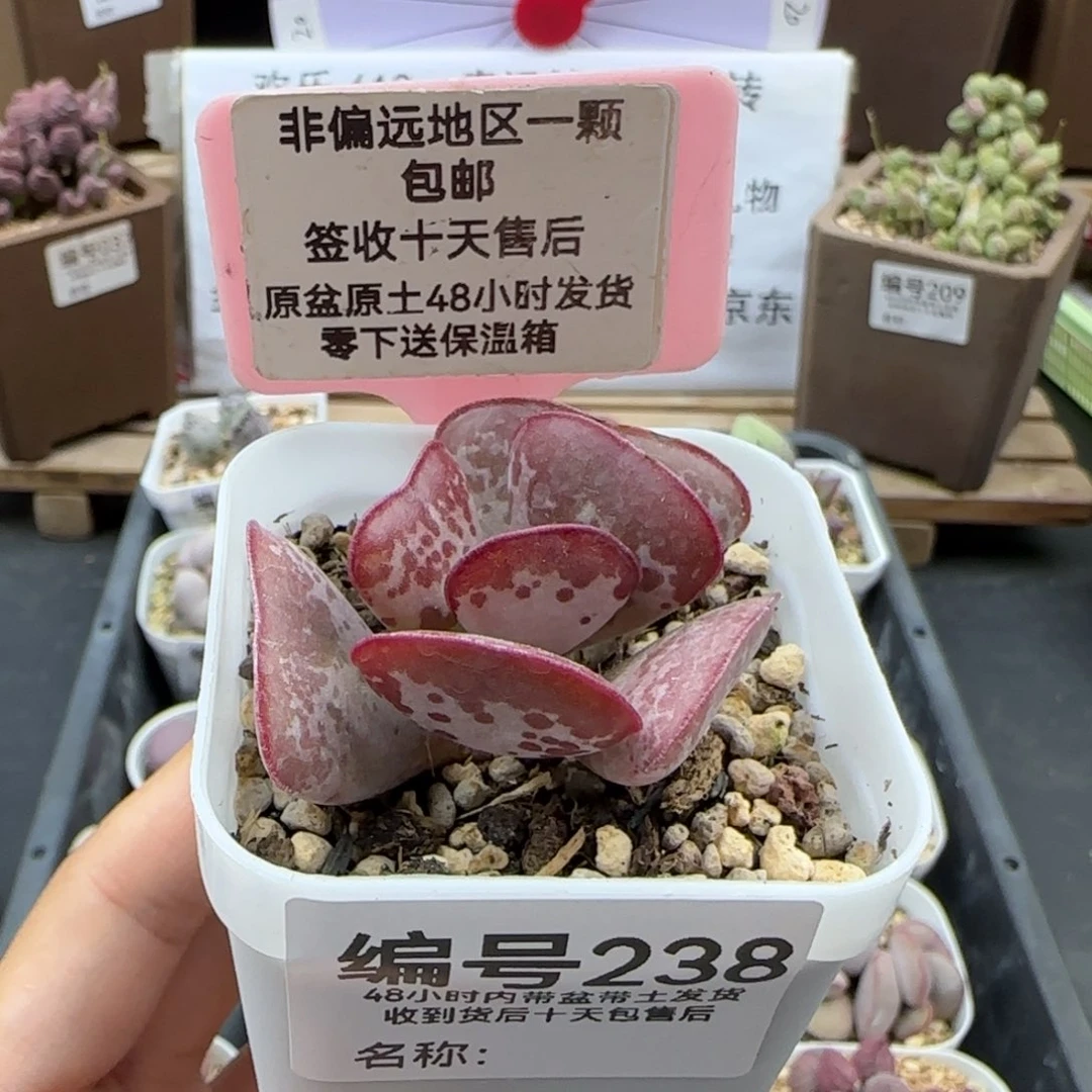 238爱心多肉植物