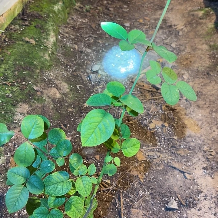 无花朵妮可罗宾小苗