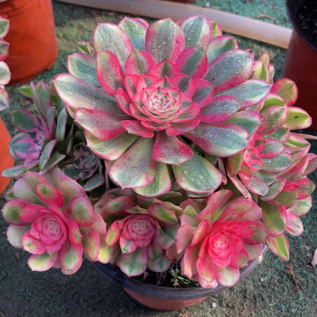 746倾城精品法师老桩