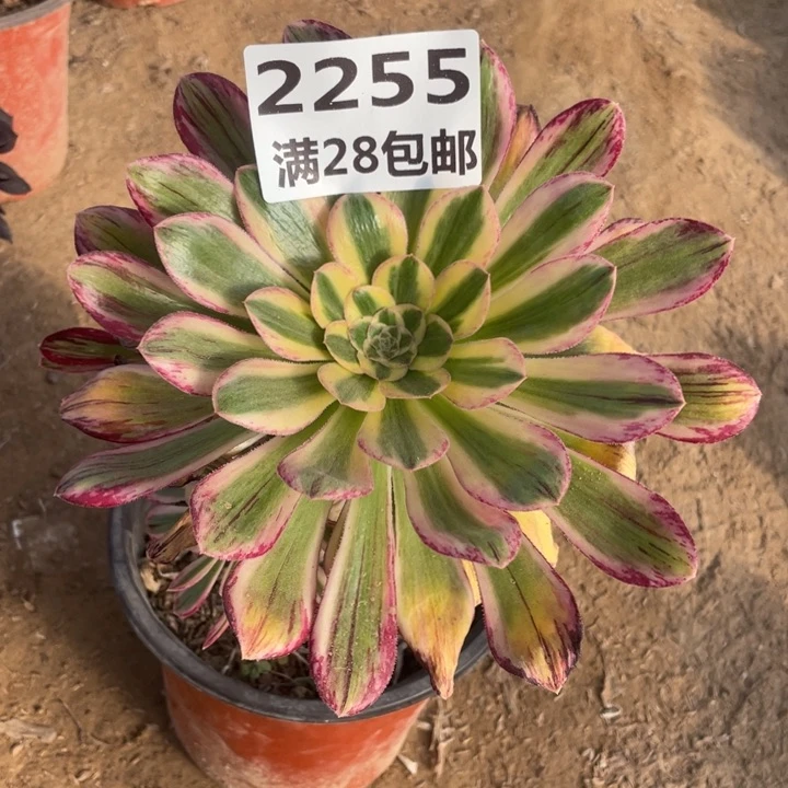 2255二号棚V仅仅B