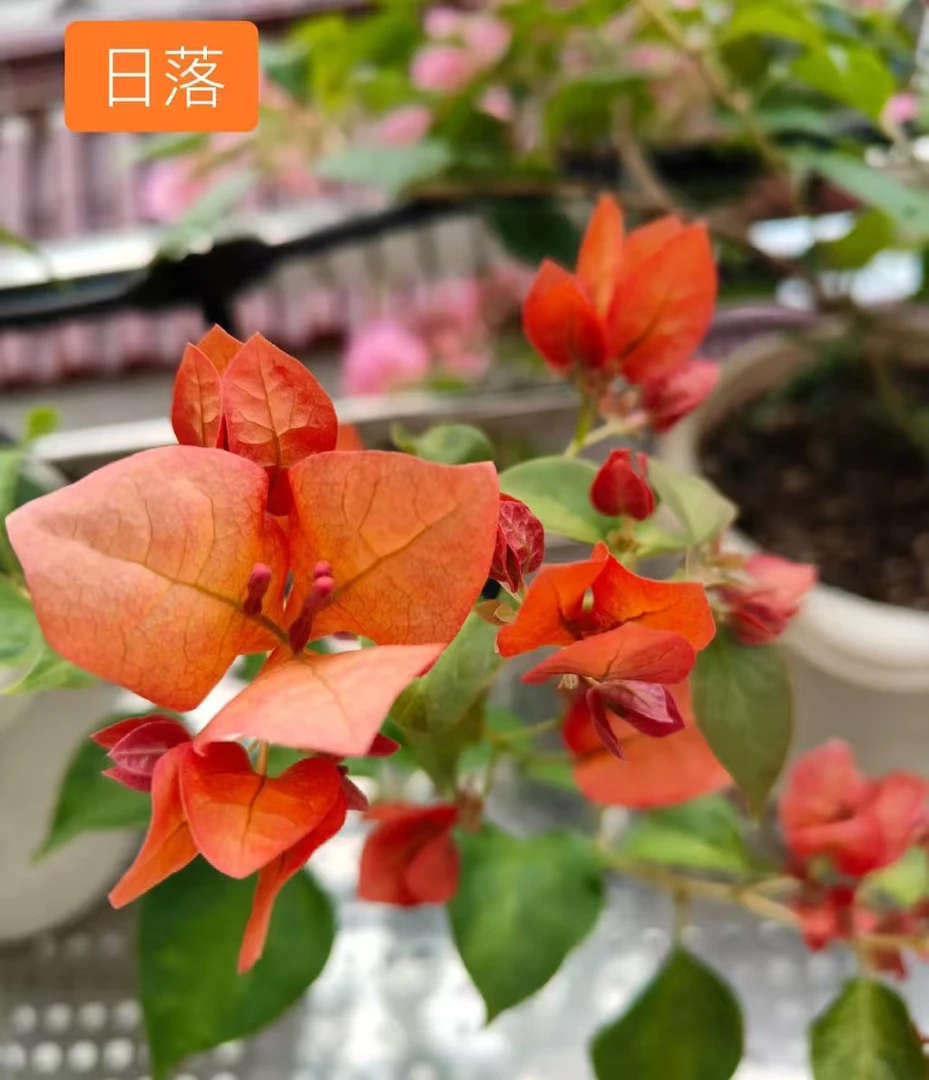 （暗斑日落带花）三角梅原生小苗袋苗福建漳州发货包品种对版