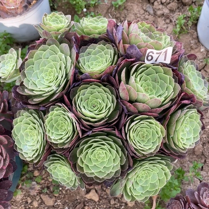 671多肉植物圣罗兰