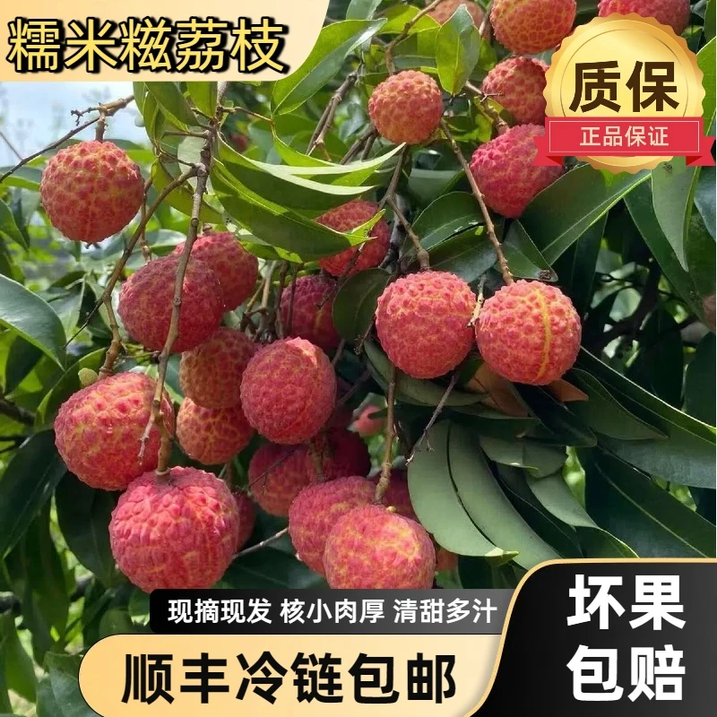 【果园最后200单】东莞精选糯米糍荔枝纯甜新鲜现摘现发果荔枝顺丰