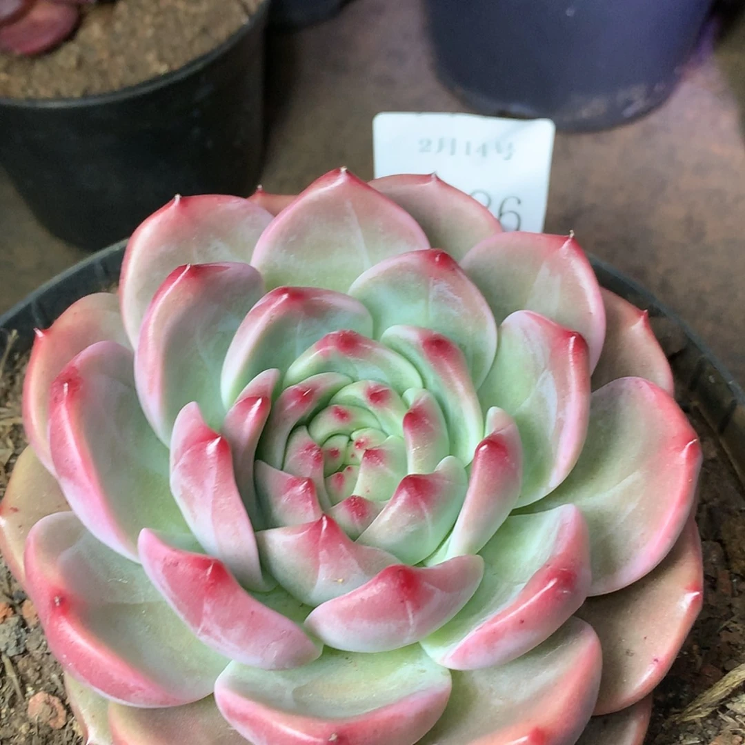 【闪购商品】云1186