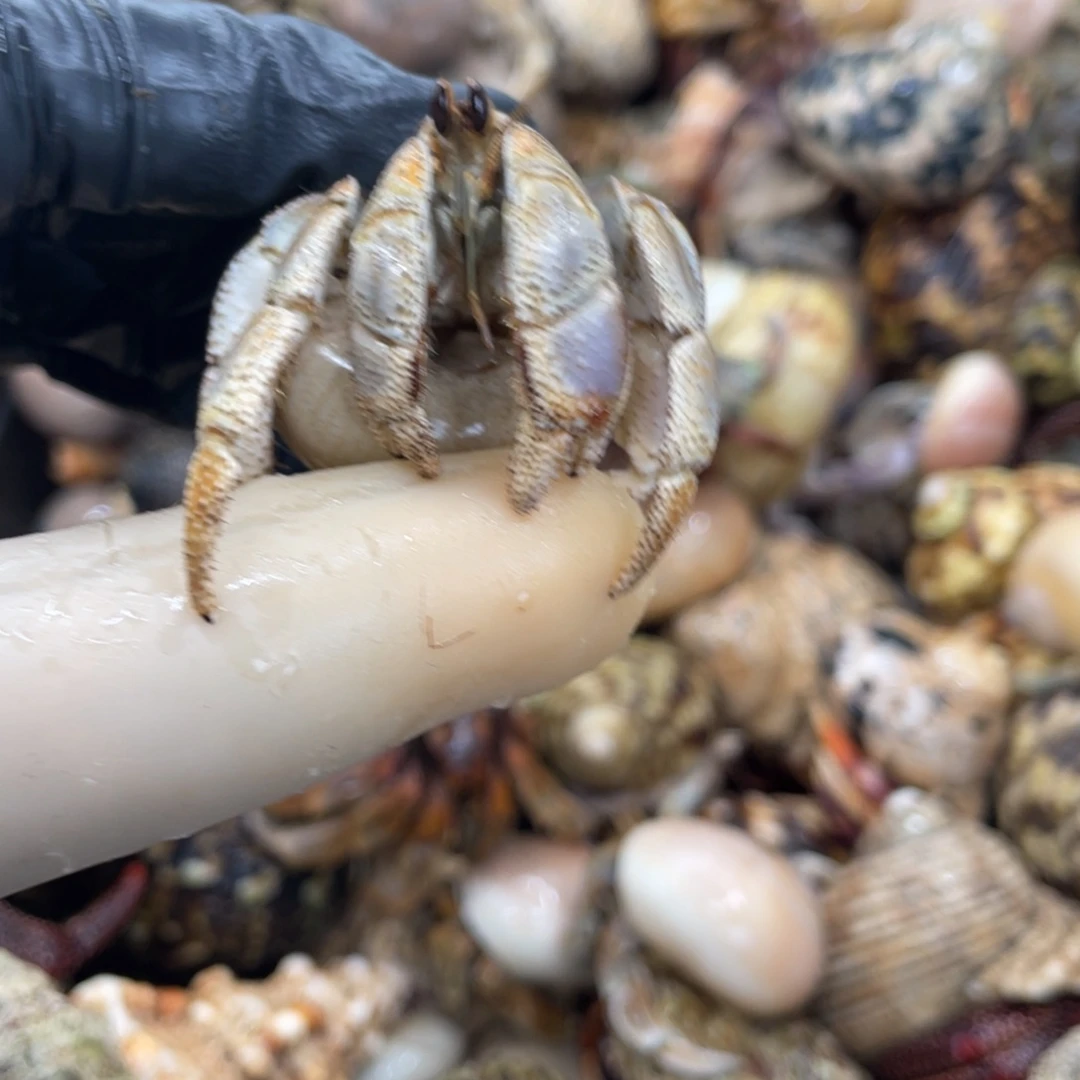 不退不换活体宠物19