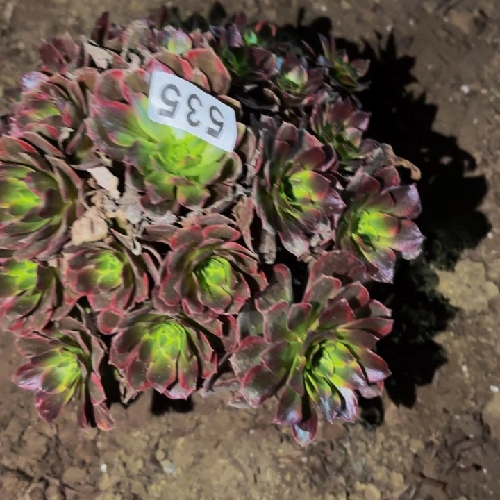 535水果糖多肉植物不售后