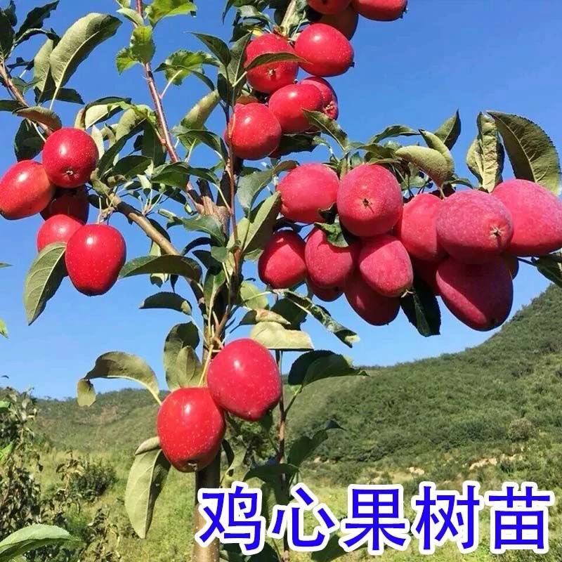 鸡心果树海棠果锦绣海棠庭院种植果树南北方种植庭院种植小苹果