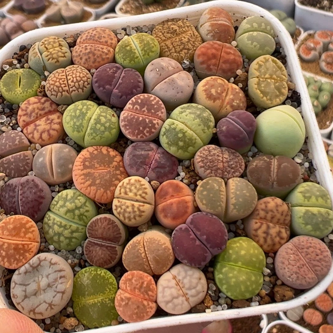 37多肉植物百科植物