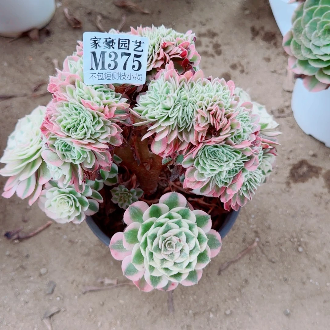 荔枝缀化375冠幅22