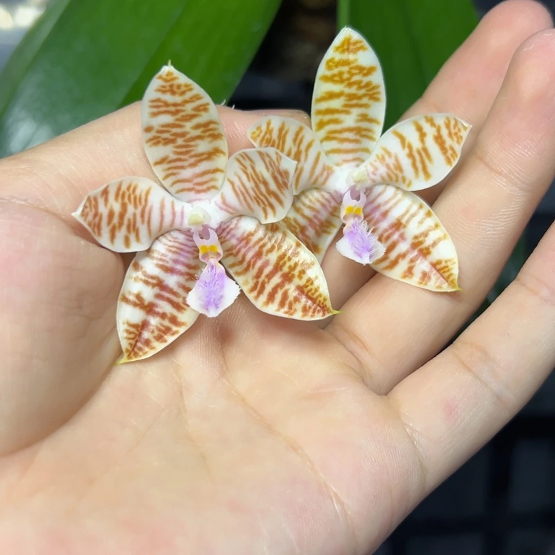 完全开放l220ys1240版植