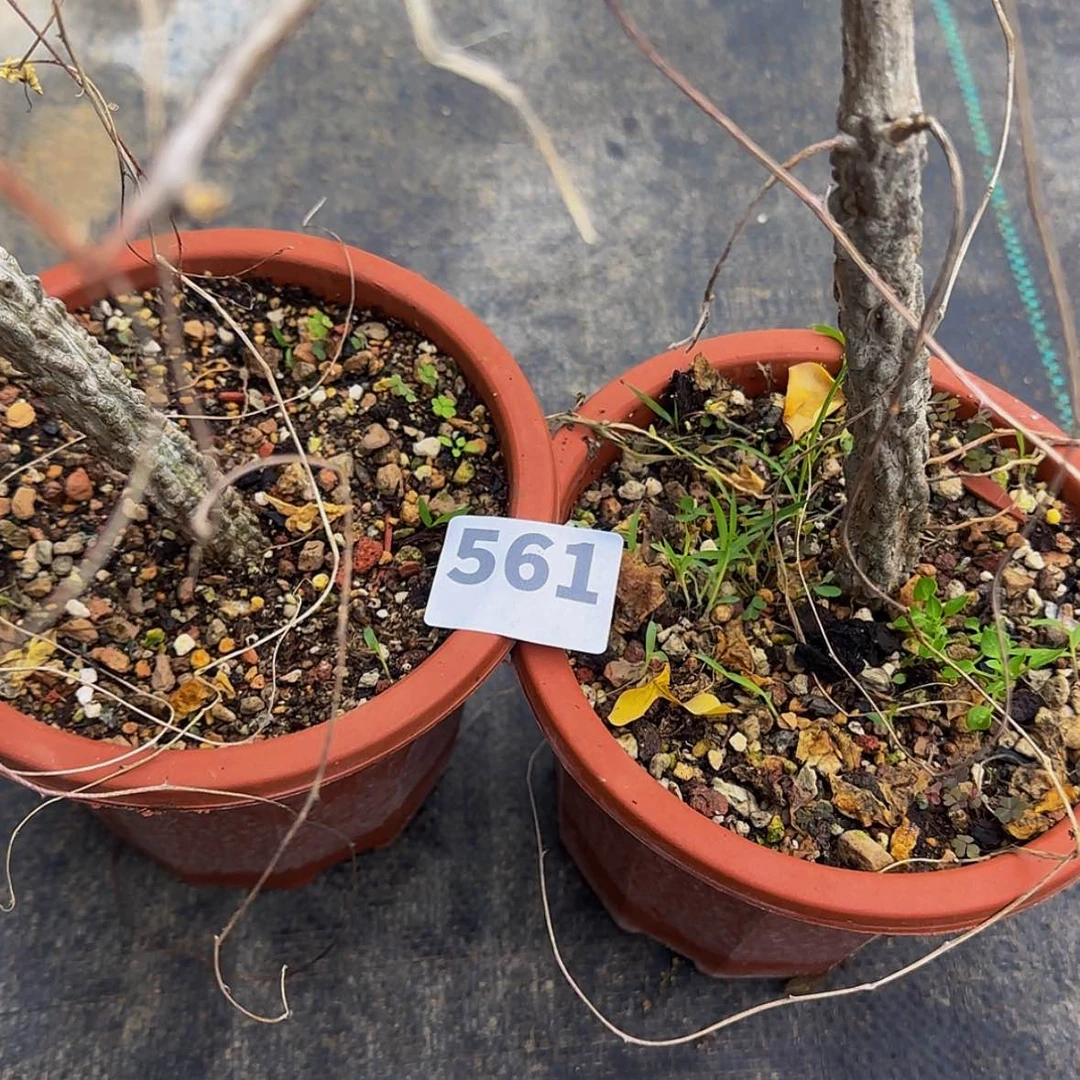 【闪购商品】迷*块根植物