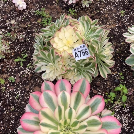 756海仙法师不包断枝