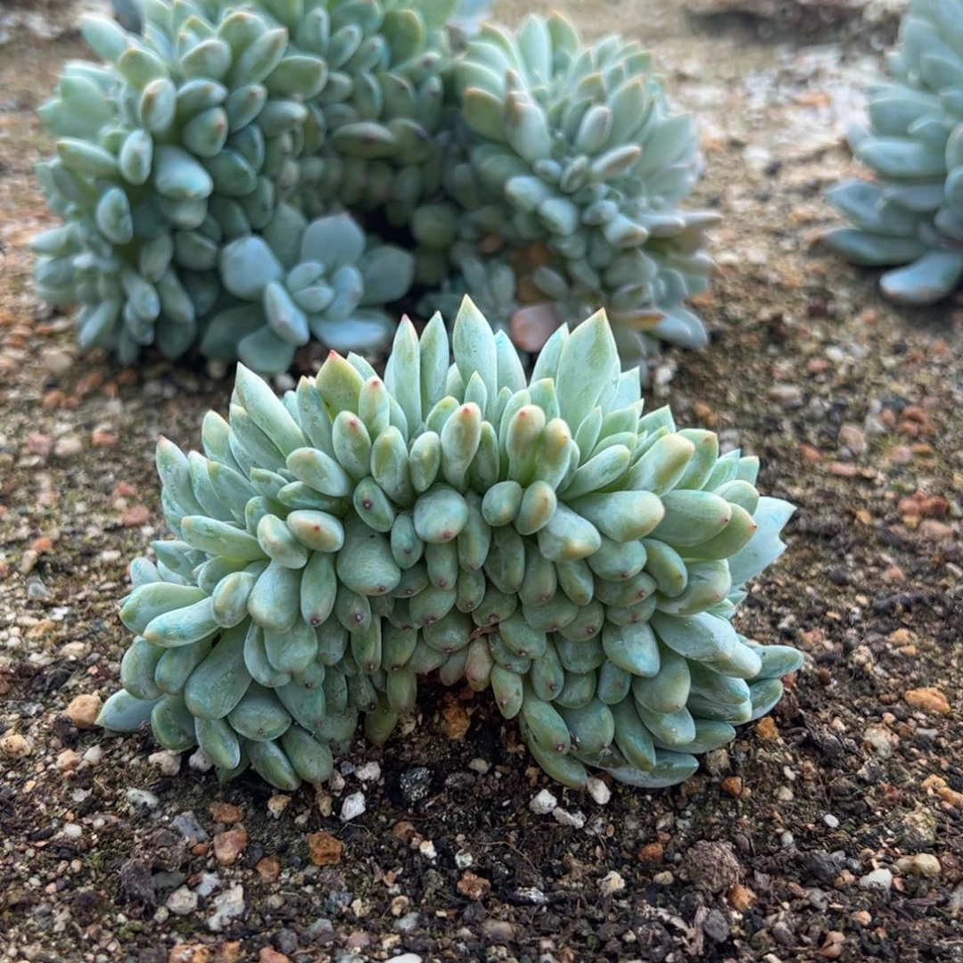 17号多肉多肉多肉多肉