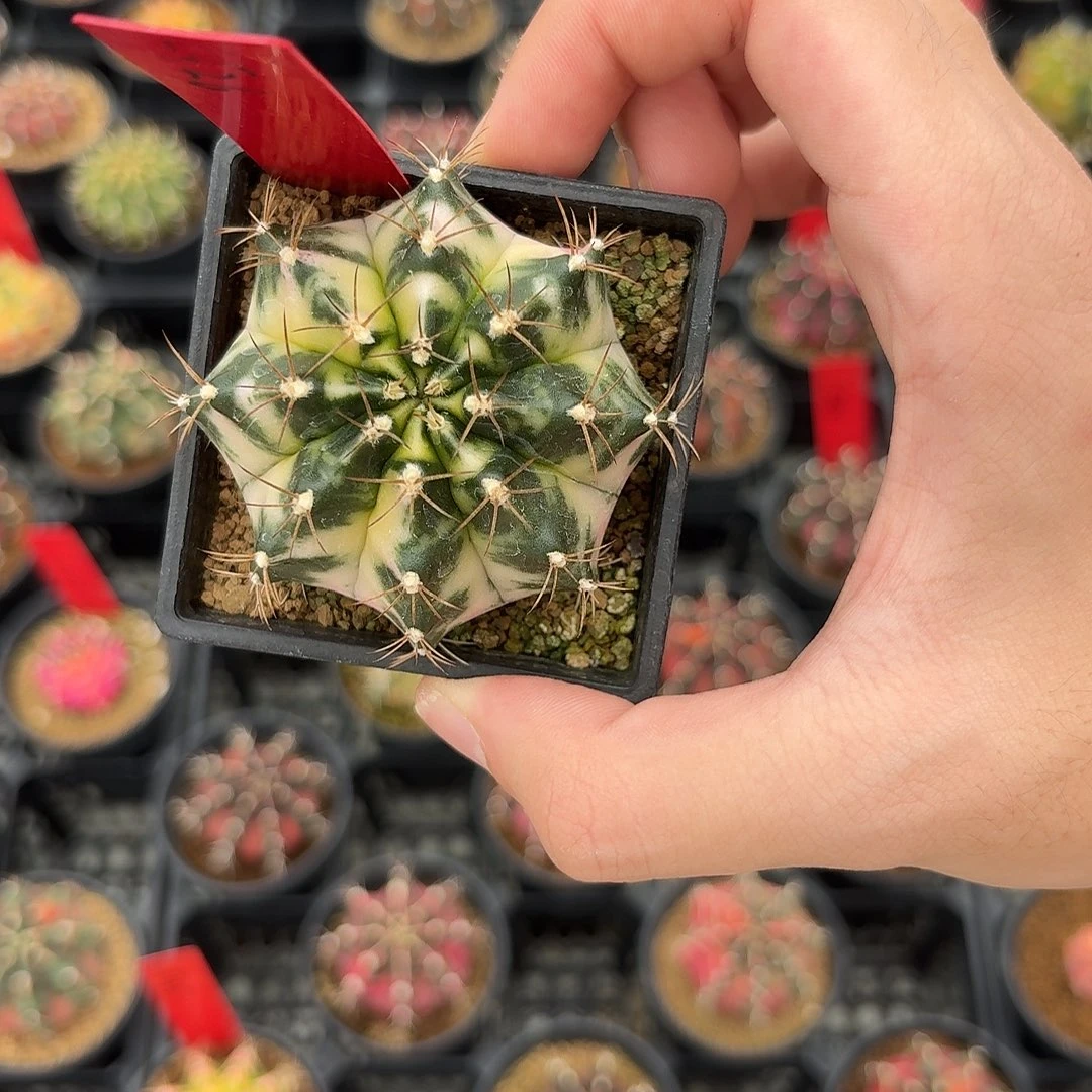 L526-1119广东发货 白衣天使