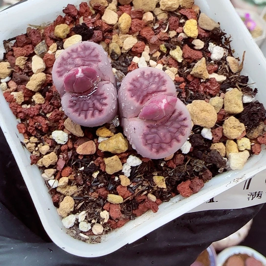 生石花满18包邮1201-106