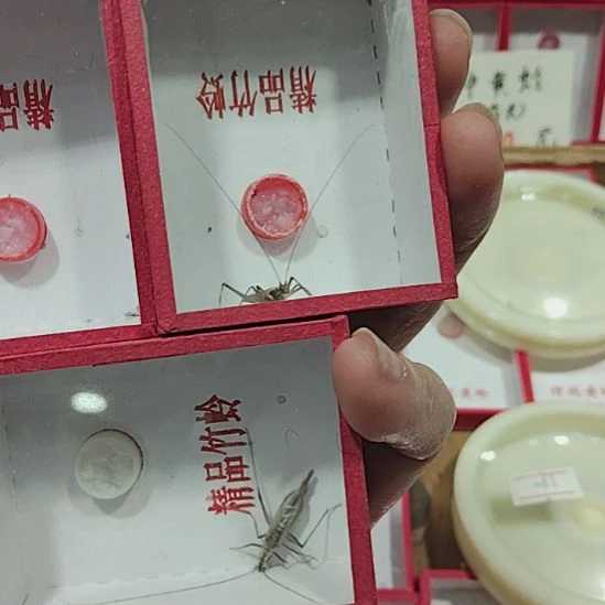 收***获蟋蟀三只黑紫竹蛉
