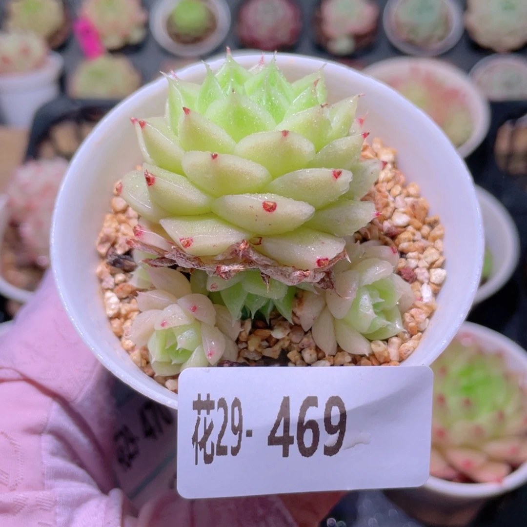 花利美29-469麦秆