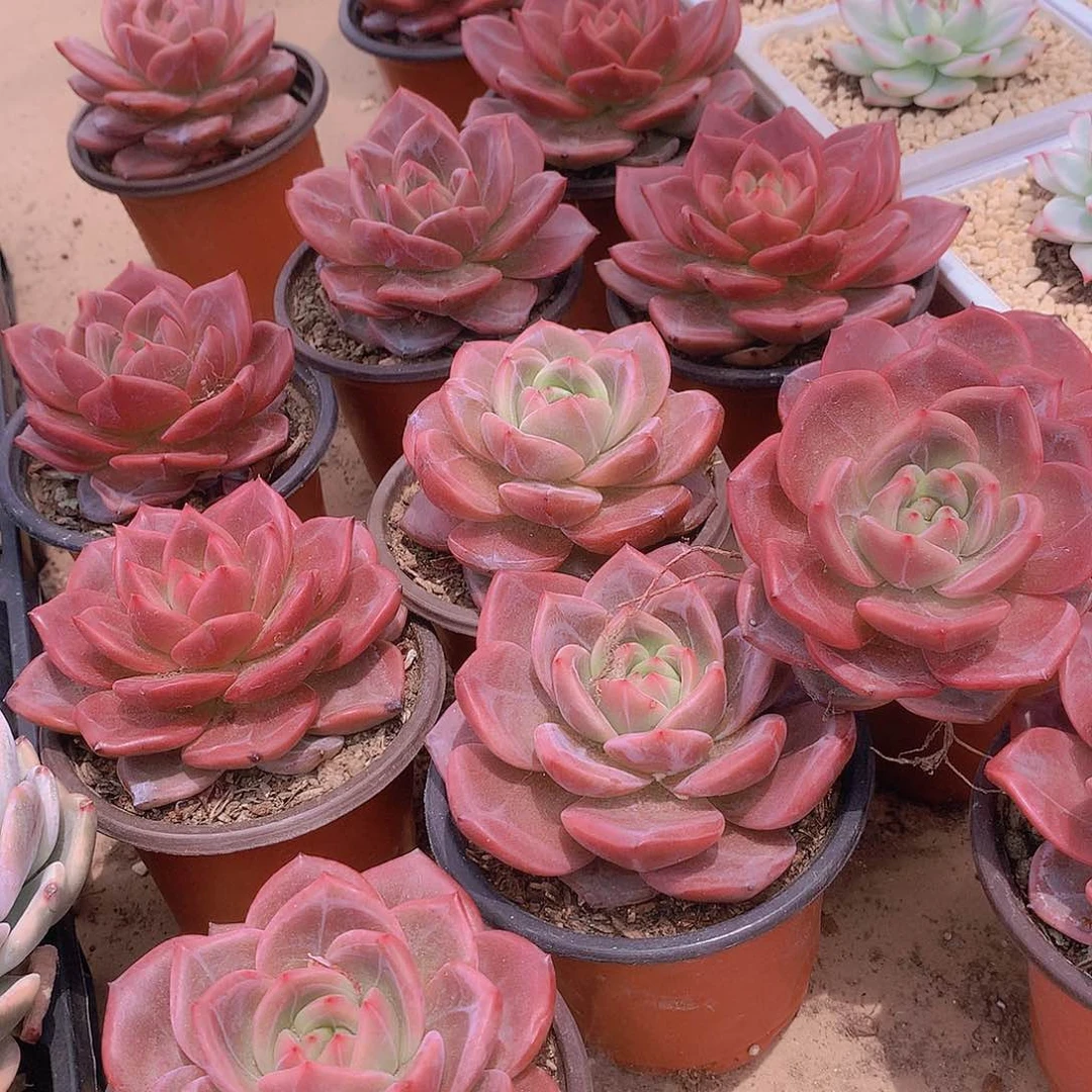 优选香槟3578899999900