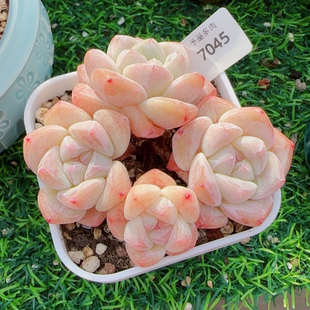 粗桩冰玉，7045多肉植物