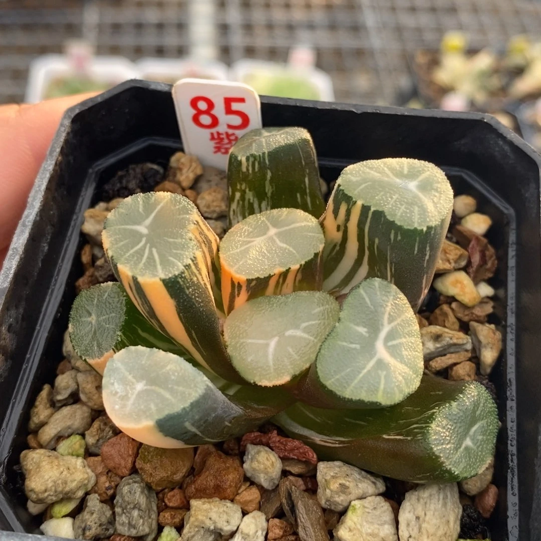 不开花植物85万象