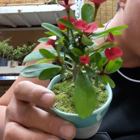 红陶一物一拍所见即所得226