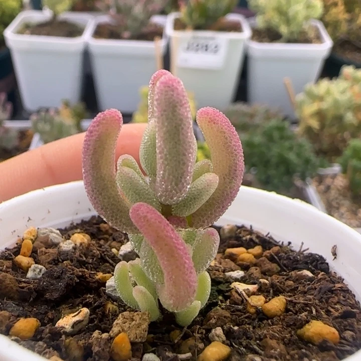 347-紫闪光植物枝干