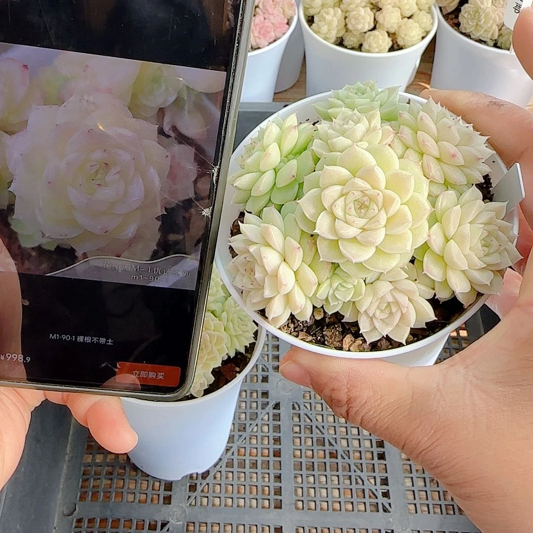 1216-91（m1-90-1）优选