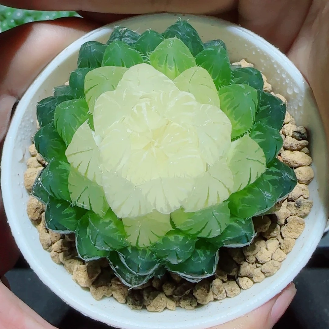 宝莲灯玉露多肉植物