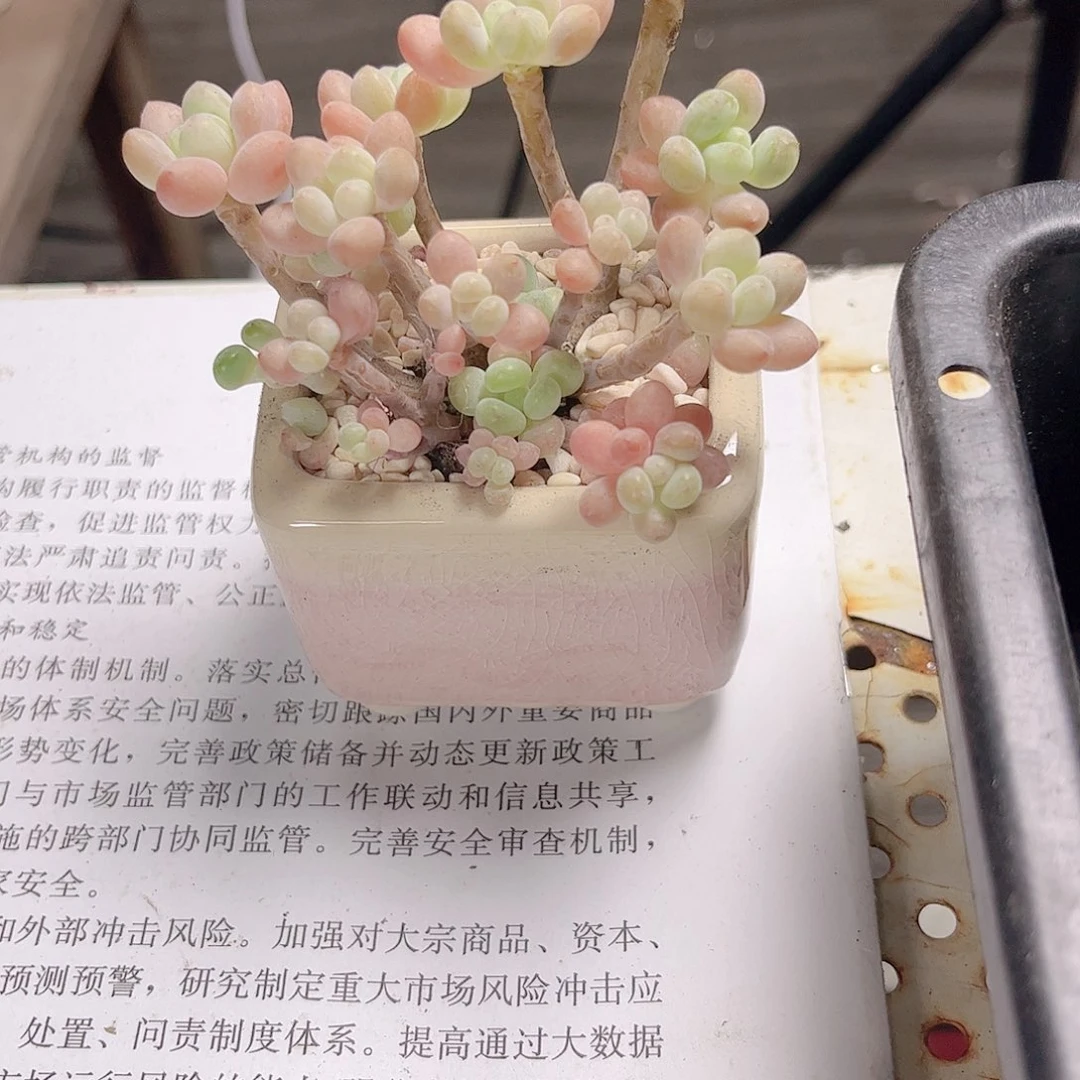 多肉植物达芙妮一物一拍2号